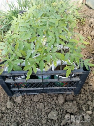 Предлагам разсад стари български сортове домати, снимка 2 - Сортови семена и луковици - 24154757