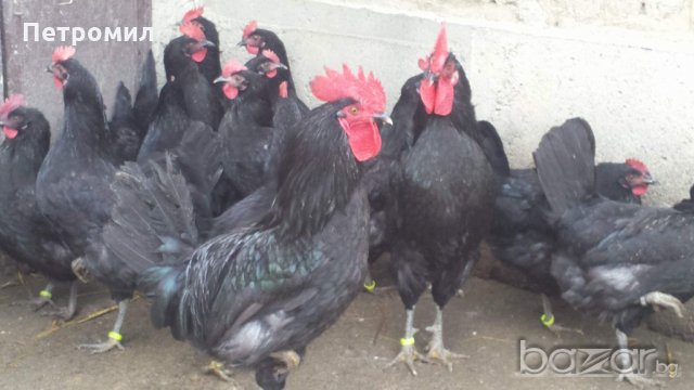 Яйца от Черна Шуменска кокошка , снимка 6 - Кокошки и пуйки - 20271982