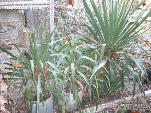 Юка, агаве, столетник, столистник вечно зелени и студоустойчиви, снимка 2 - Градински цветя и растения - 20855544