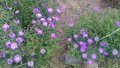 продавам  цветя Астра алпийска - разсад за ранно пролетно засаждане, снимка 7