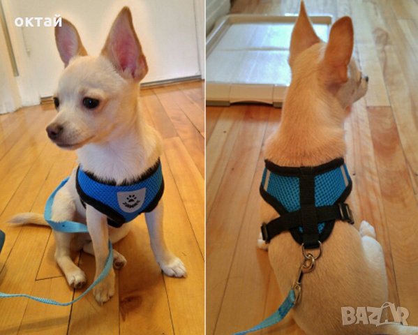 Каишка за малки и средни кучета