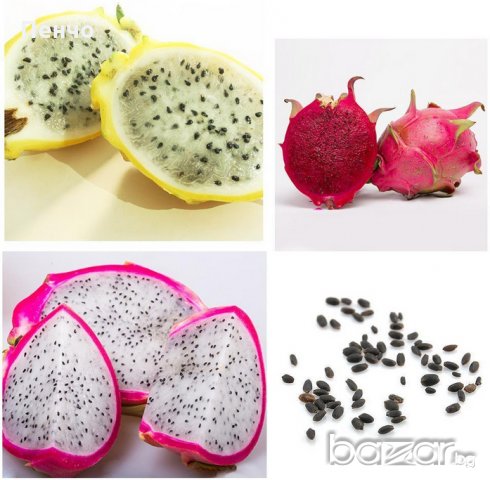 200 семена 4 ароматни екзотични вида питая редки драконови плодове от кактус, снимка 3 - Сортови семена и луковици - 21024645