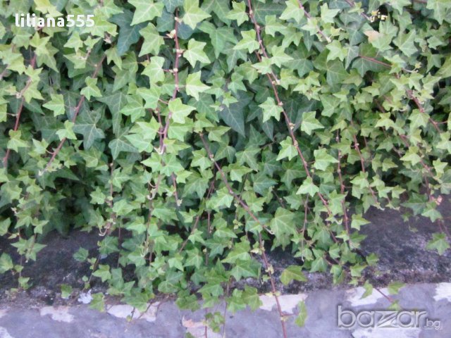 Бръшля̀н- за озеленяване стени,телени мрежи,  тераси и др, снимка 5 - Градински цветя и растения - 10636384