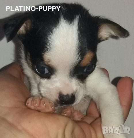 Чихуахуа в наличност, снимка 8 - Чихуахуа - 24389414