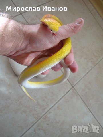 " Жълта змия "  - реалистична силиконова змия, снимка 2 - Колекции - 21533048