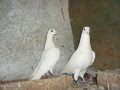 Красиви снежно бели гълъби за сватби, тържества, помени и др., снимка 3