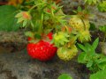 Питомни ягоди Мадам Муто, снимка 3
