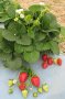 Целогодишни ягоди(buddy) , снимка 1 - Градински цветя и растения - 24796737