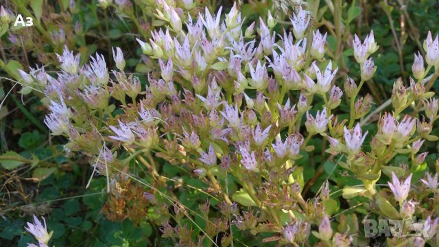 Продавам цветя за бордюр - 4 вида, снимка 5 - Сортови семена и луковици - 21696387