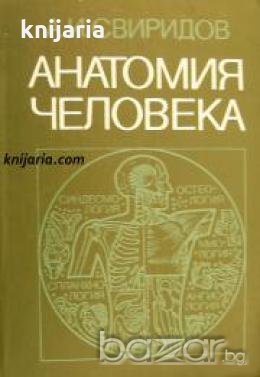 Анатомия человека 