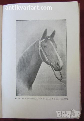 1915год. Книга за Историята и Породите Коне, снимка 12 - Други - 24984265