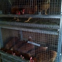 Клетки за пъдпъдъци и кокошки, снимка 12 - Кокошки и пуйки - 17328354