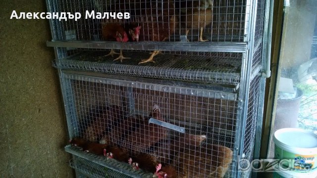 Клетки за пъдпъдъци и кокошки, снимка 12 - Кокошки и пуйки - 17328354