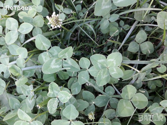 Четирилистни детелини, снимка 7 - Други - 21881277