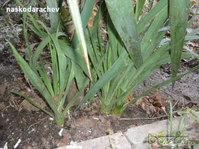 Юка, агаве, столетник, столистник вечно зелени и студоустойчиви, снимка 3 - Градински цветя и растения - 20855544