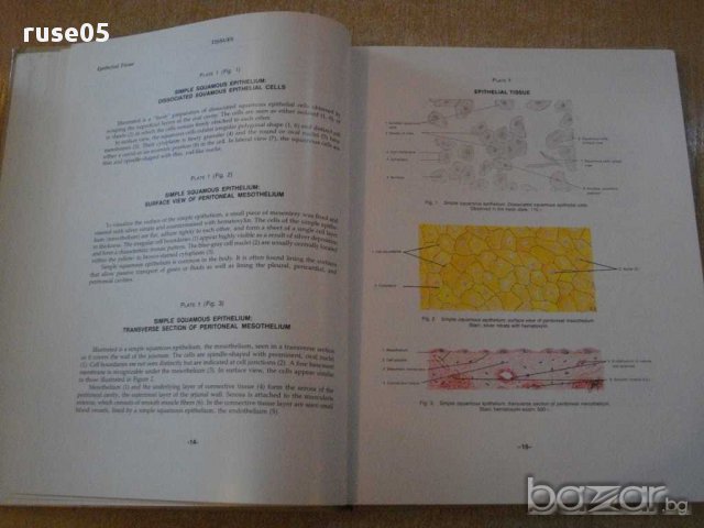 Книга "ATLAS OF NORMAL HISTOLOGY" - 272 стр., снимка 6 - Специализирана литература - 14284661