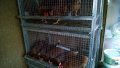 Клетки за пъдпъдъци и кокошки, снимка 12