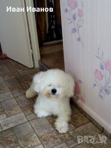 Арти Бишон Фризе търси приятелка., снимка 2 - Търси партньор - 24151858