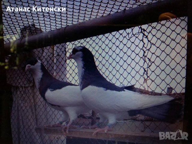 ПРОДАВАМ пазарджишки високо летачи-гълъби!, снимка 2 - Гълъби - 24799309