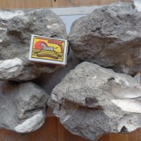 Вкаменелости (фосили) от миди и охлюви., снимка 4 - Други ценни предмети - 22432219