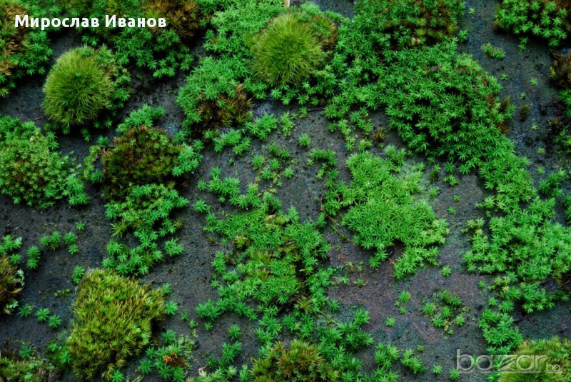 канадски мъх, снимка 1