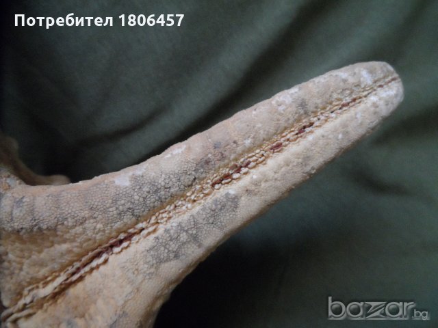 голяма морска звезда, снимка 8 - Антикварни и старинни предмети - 21356956