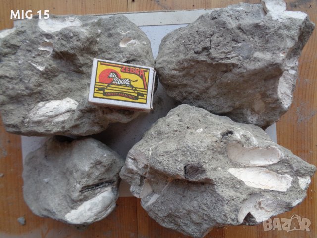 Вкаменелости (фосили) от миди и охлюви., снимка 4 - Други ценни предмети - 22432219