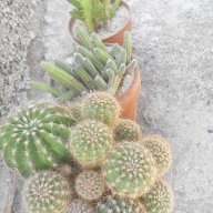 Различни видове кактуси, снимка 1 - Стайни растения - 15761606