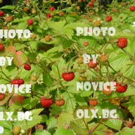 Розови и бели хортензии, дървесна хортензия, хибискус, клематис, ананас, снимка 11 - Стайни растения - 15114351