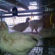 Клетки за пъдпъдъци и кокошки, снимка 7 - Кокошки и пуйки - 17328354