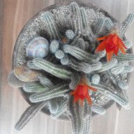 Красив кактус, снимка 2 - Подаръци за мъже - 18256059