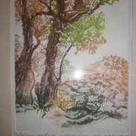 Подписана картина"Стари дървета"-суха игла-1985година, снимка 1 - Други ценни предмети - 16531745