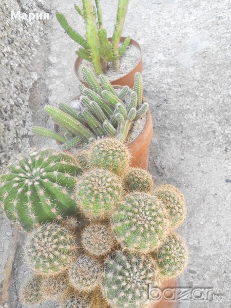 Различни видове кактуси, снимка 1