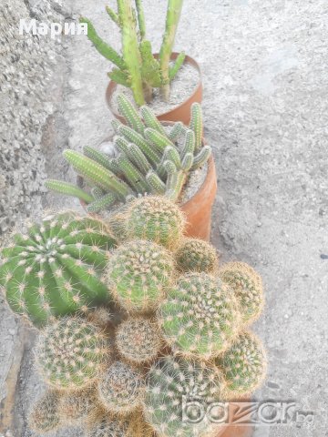 Различни видове кактуси, снимка 1