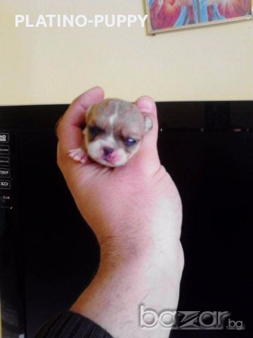 Мини чихуахуа, снимка 10 - Чихуахуа - 18563223