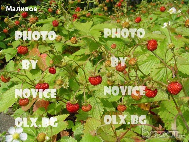 Розови и бели хортензии, дървесна хортензия, хибискус, клематис, ананас, снимка 11 - Стайни растения - 15114351