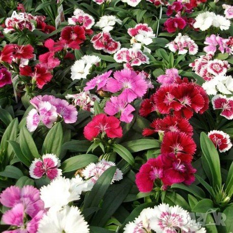 Продавам разсад на Градински кичест карамфил-за есенно засаждане, снимка 15 - Сортови семена и луковици - 15394201