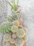 Различни видове кактуси, снимка 1 - Стайни растения - 15761606