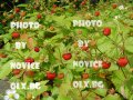 Розови и бели хортензии, дървесна хортензия, хибискус, клематис, ананас, снимка 11