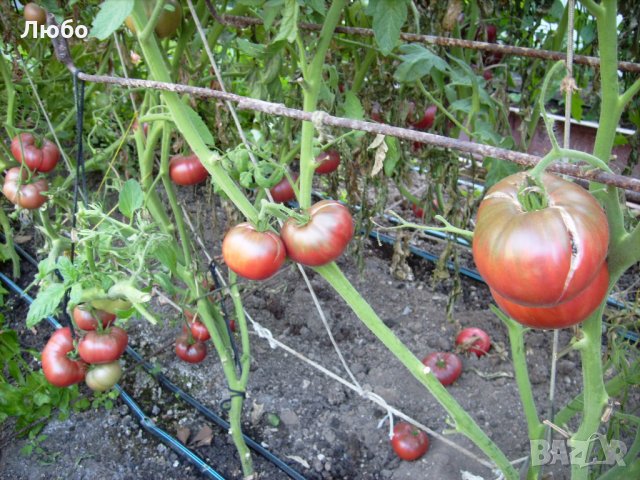 Разсад и семена от домат- тъмно червен  от Крим., снимка 3 - Сортови семена и луковици - 11528072