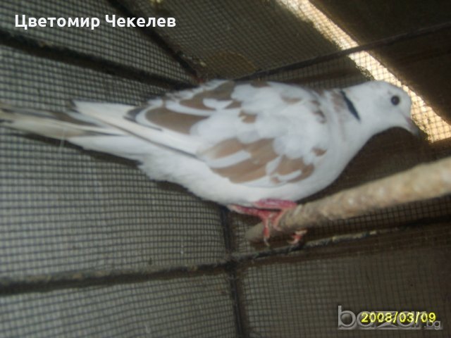 Скумрийки, снимка 2 - други­ - 20152787