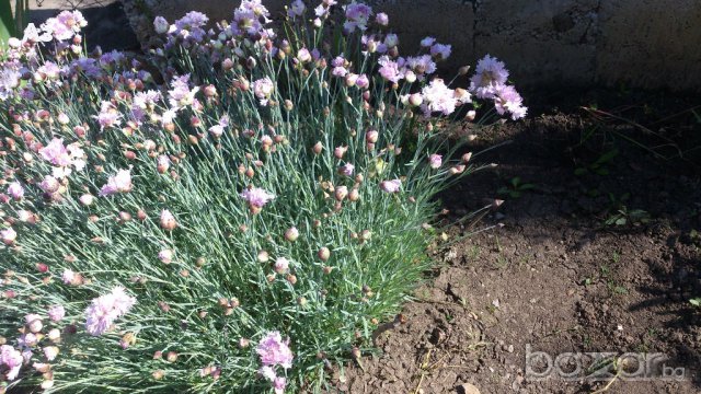 Продавам разсад на Градински кичест карамфил-за есенно засаждане, снимка 6 - Сортови семена и луковици - 15394201