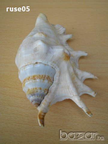 Раковина - 12, снимка 3 - Други ценни предмети - 14625351