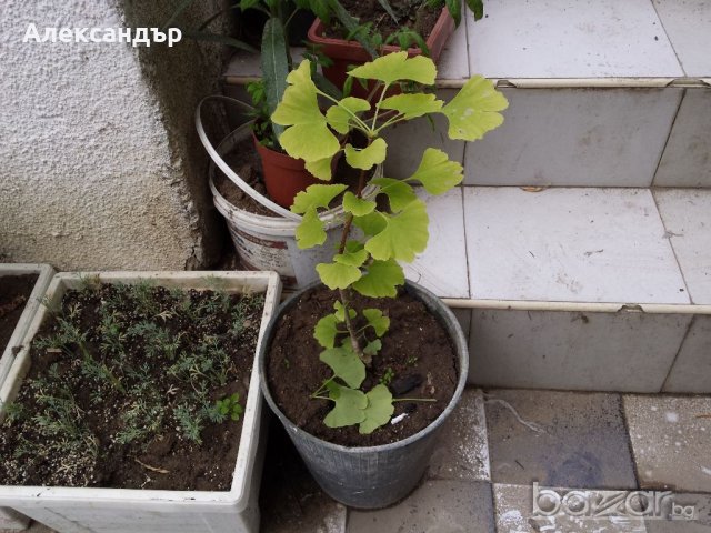 Гинко билоба