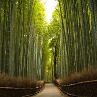 100 броя бамбукови семена от Декоративен бамбук Moso Bamboo лилав зелен цветен , снимка 12 - Сортови семена и луковици - 23954889