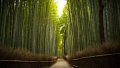 100 броя бамбукови семена от Декоративен бамбук Moso Bamboo лилав зелен цветен , снимка 12