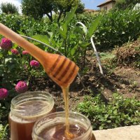Мед (домашен, натурален, многоцветен букет), снимка 14 - Пчелни продукти - 22186355