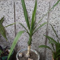 Кралска детелина, юка, здравец, драцена и др., снимка 1 - Градински цветя и растения - 21586275