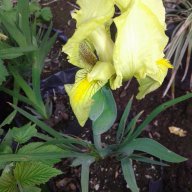 Ирис - нисък, снимка 3 - Градински цветя и растения - 18018117