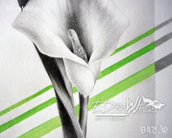 Картина "Цвете Кала" Рисунка с молив и акварел, снимка 6 - Картини - 22223900